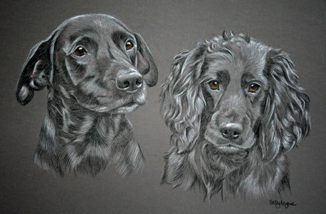 black labrador and cocker spaniel pup - portrait of gypsy and Sweep