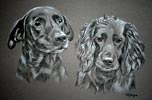 black labrador and cocker spaniel - portrait of sweep and gypsy