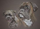 border terrier and boxer - Bunty and George