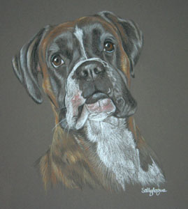 pastel portrait of Boxer dog - Tara
