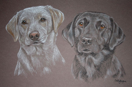 portrait of black and yellow labradors - Molly and Tinker