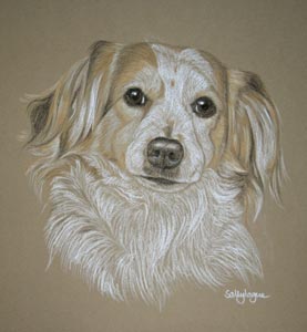 terrier spaniel cross breed - portriat of Gemma