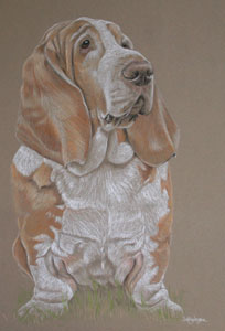 portrait of Basset hound ''Chippy''