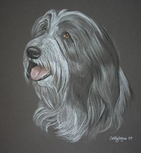 dog portrait of bearded collie -  Kirby