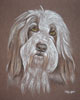 bearded collie - mouse