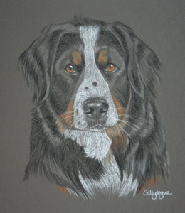 pastel portrait of Madison - Bernese Mountain Dog