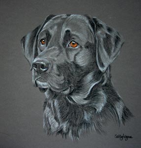 pastel portrait of black labrador - Inka