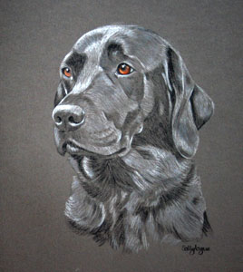 pastel portrait of black Labrador - Liesl