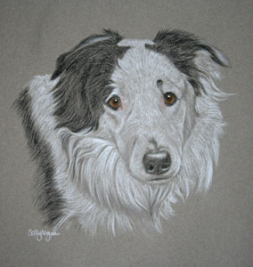 pastel portrait of Ben - border collie