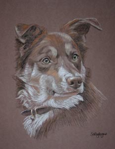 brown and white border collie portrait - Jess