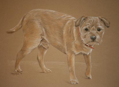 portrait of border terrier - Tyke