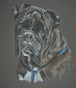 pastel portrait of boxer dog - Baccus
