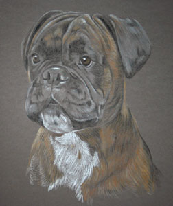 Boxer Dog in Pastel  - portrait of George