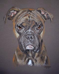brindel boxer dog - portrait of Strike