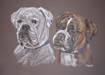portriat of two boxers - Stanley and Oliver