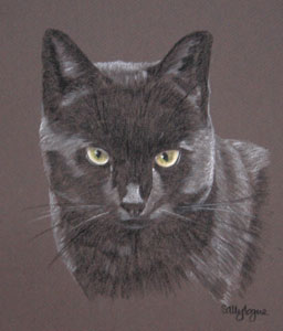 pastel portrait of Sambo - black cat