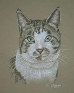 pastel portrtait of tabby and white cat - Figaro