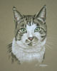 pastel portrait of Tabby and white cat - Figaro