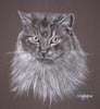 portrait of Sherry - long haired grey cat