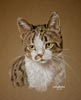 portrait of wee Yin - tabby and white cat