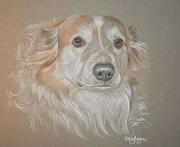 pastel portrait of collie cross - Foster
