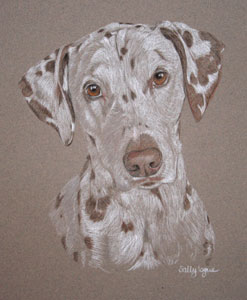pastel portrait of Jasmine - brown and white dalmation