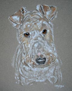 pastel portrait of wirehaired fox terrier - bruno