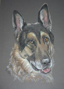 german shepherd dog portrait - Rocky