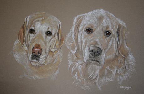 yellow labrador and golden retriever  - portrait of Hermes and Oliver