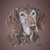 german shorthaired pointer - Leah