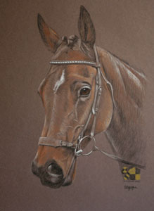 portrait of racehorse Holows Mill - six times winner