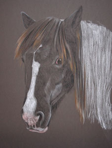 pastel portrait of piebald horse - Whinnie