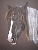 piebald horse - Whinnie