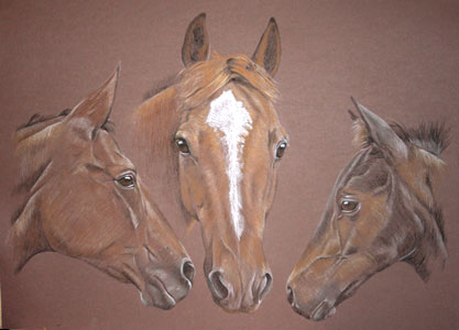portrait of 3 horses - Flori Paddy and Darci