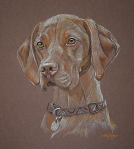 dog portrait - hungarian vizla - Coppa