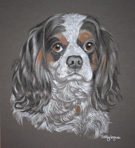 Sophie - Cavalier King Charles spaniel portrait