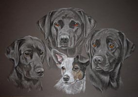portrait of three labradors and a jack russel terrier