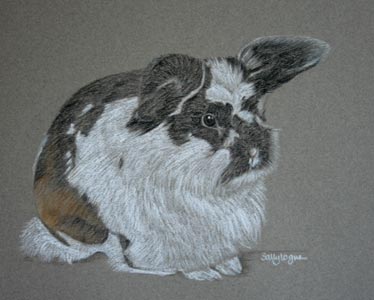 black and white rabbit portrait