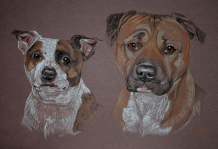 staffordshire bull terrier and staffie Boxer cros - portrait of Caz and Daz