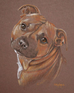 pastel portrait of staffordshire bull terrier - Seiko
