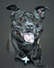 staffordshiire bull terrier - portrait of Megan