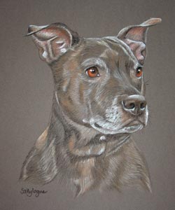 staffordshire bull terrier portrait (staffie) - picture of Nola