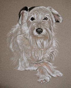 portrait of Storm - white terrier cross