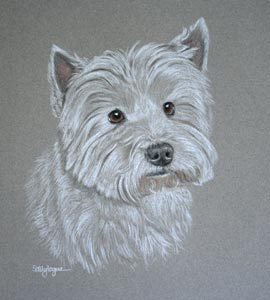 West Highland Terrier Portrait - Henry