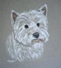 west highland terrier - portrait of henry