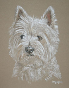 portrait of Mia - west highland terrier