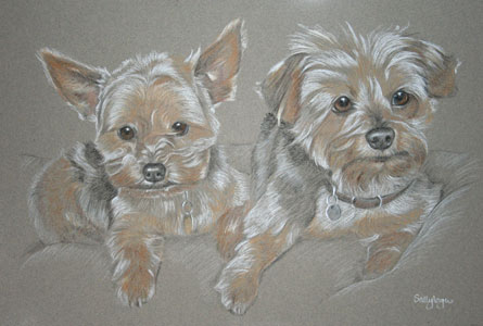 pastel portrait of two yorkshire terriers