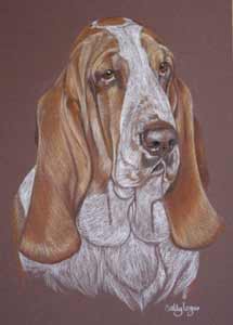 basset hound portrait - Babe