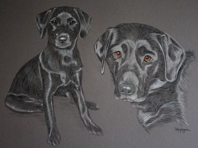 pastel portrait of black lab as an adult and pup - Ebony 