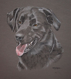 pastel portrait of black labrador - sampson